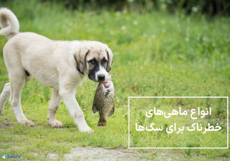 ماهی برای سگ مفید است یا مضر؟ 