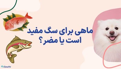 ماهی برای سگ مفید است یا مضر؟ 