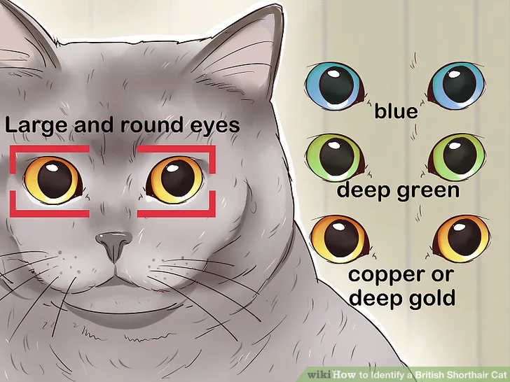 راهنمای تشخیص گربه بریتیش 