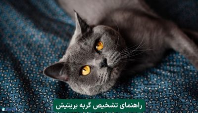 راهنمای تشخیص گربه بریتیش 