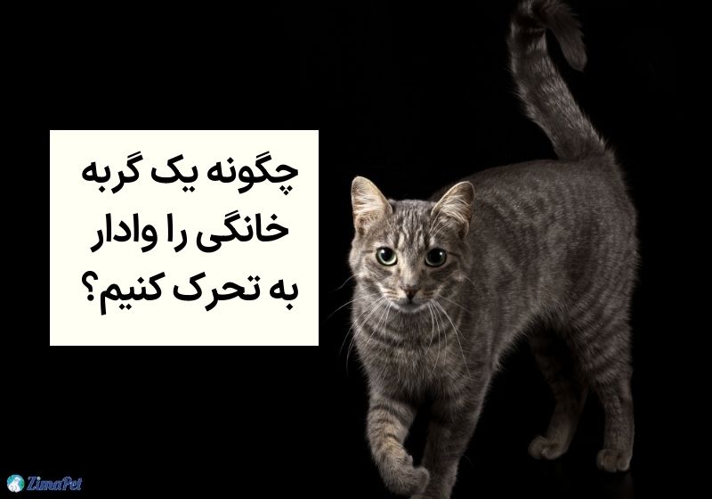 به چه علت گربه نیاز به گردش دارد؟