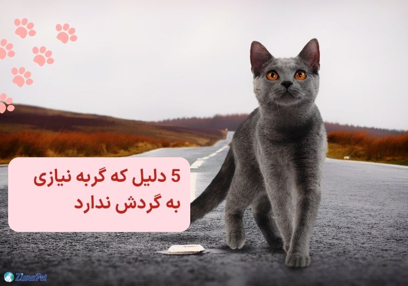 به چه علت گربه نیاز به گردش دارد؟