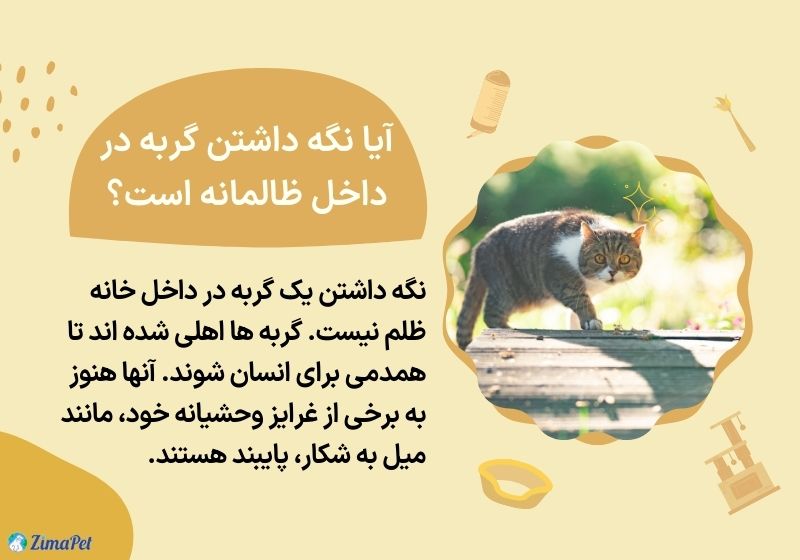 آیا گربه نیاز به گردش دارد؟ 