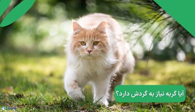 آیا گربه نیاز به گردش دارد؟ 
