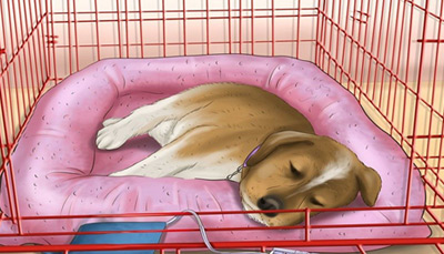 دلایل بی خوابی سگ در شب و راه درمان