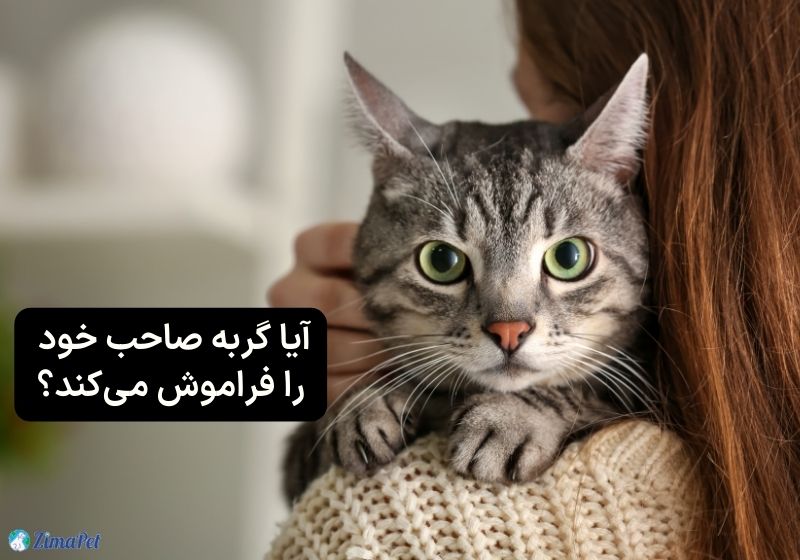 آیا گربه صاحب خود را فراموش می‌کند؟ 
