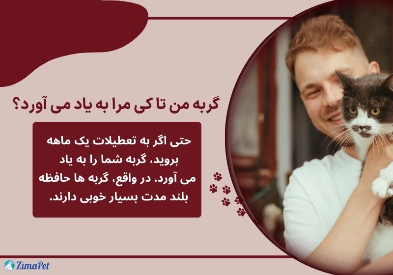 آیا گربه صاحب خود را فراموش می‌کند؟ 