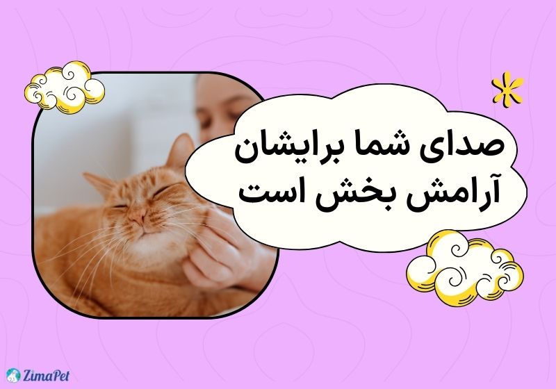 آیا گربه صاحب خود را فراموش میکند؟