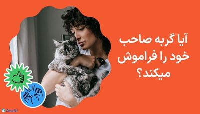 آیا گربه صاحب خود را فراموش میکند؟