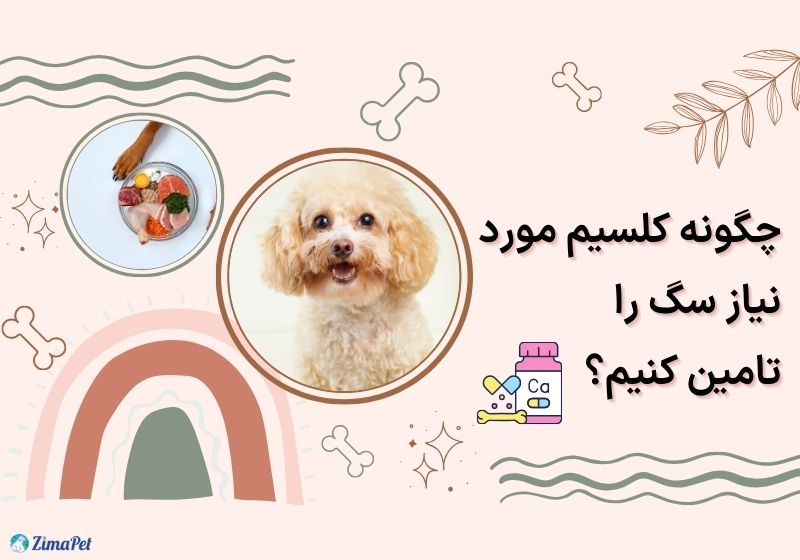 بهترین کلسیم برای سگ چیست؟ 