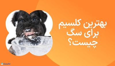 بهترین کلسیم برای سگ چیست؟ 