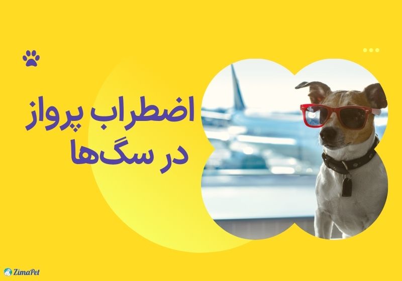 قرص خواب برای سگ در پرواز