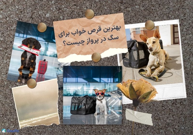بهترین قرص خواب برای سگ در پرواز چیست؟