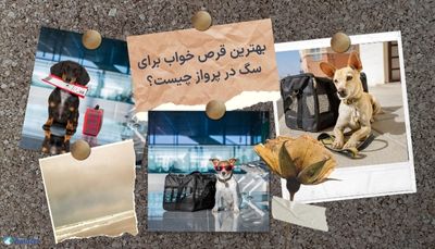 بهترین قرص خواب برای سگ در پرواز چیست؟