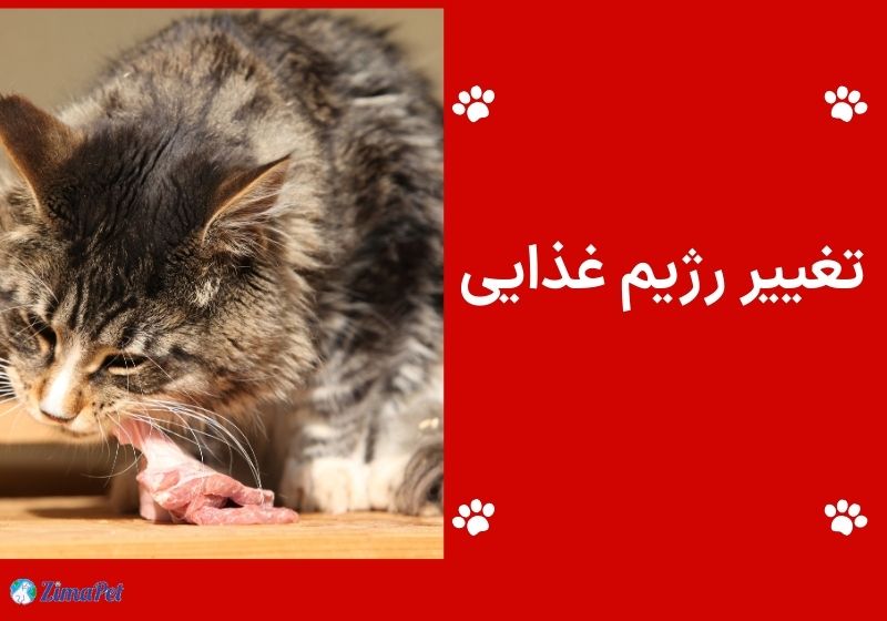 دلایل استفراغ گربه بعد از خوردن غذا 