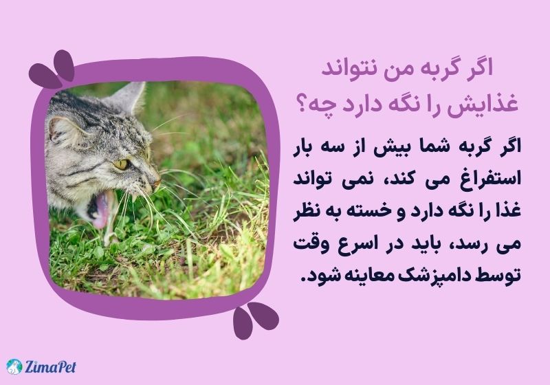 دلایل استفراغ گربه بعد از خوردن غذا 