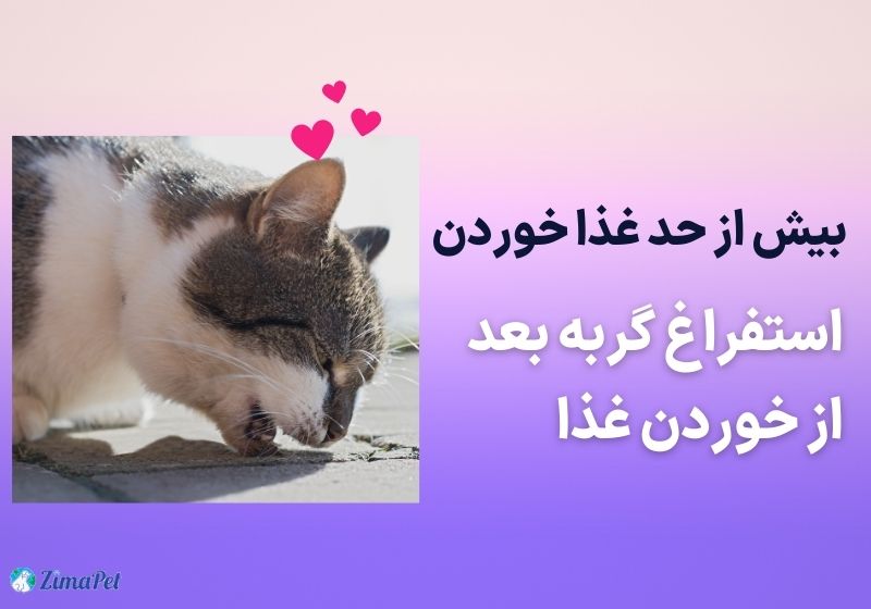 دلایل استفراغ گربه بعد از خوردن غذا 