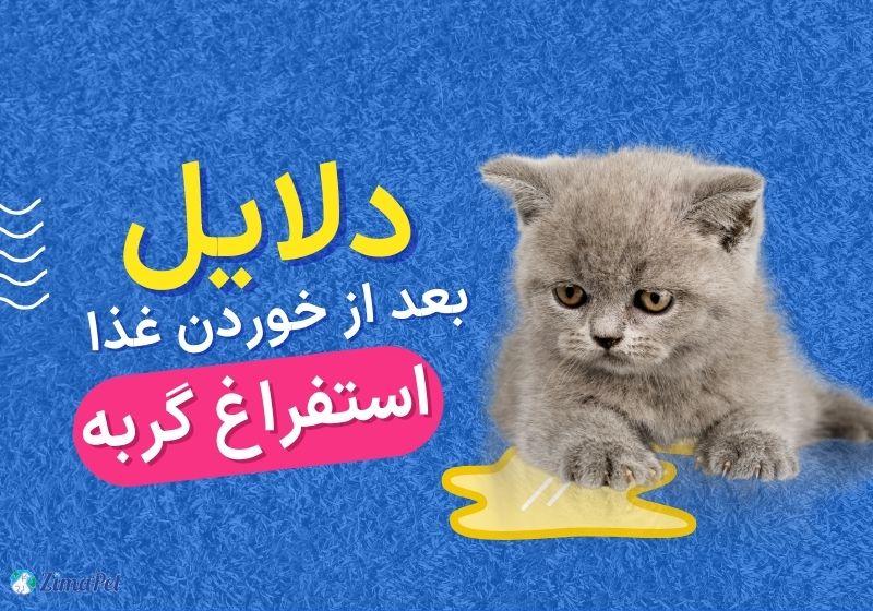 دلایل استفراغ گربه بعد از خوردن غذا چیست؟