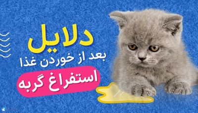 دلایل استفراغ گربه بعد از خوردن غذا چیست؟