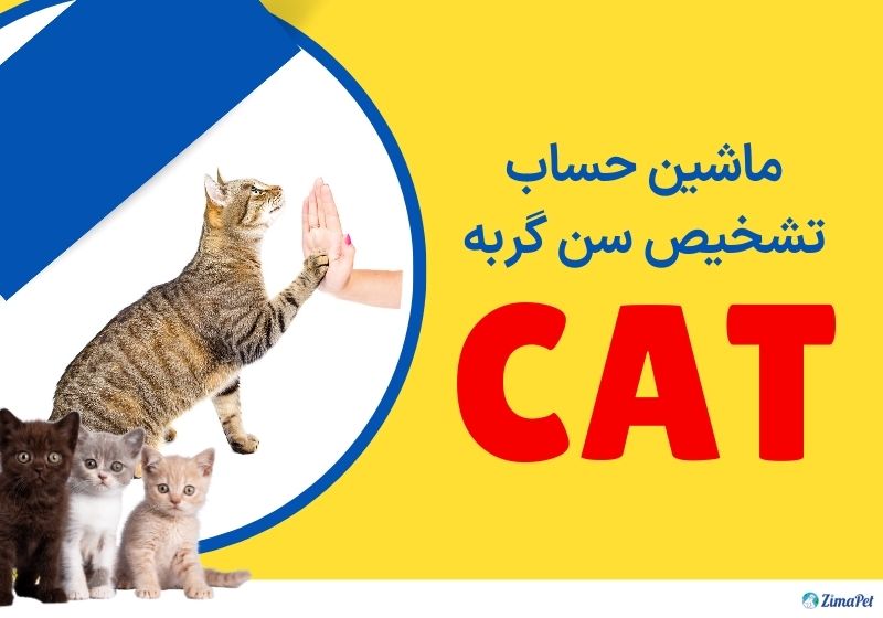 نحوه تشخیص سن گربه 