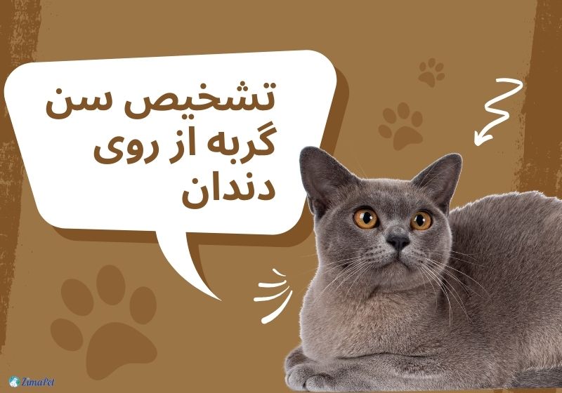 نحوه تشخیص سن گربه 