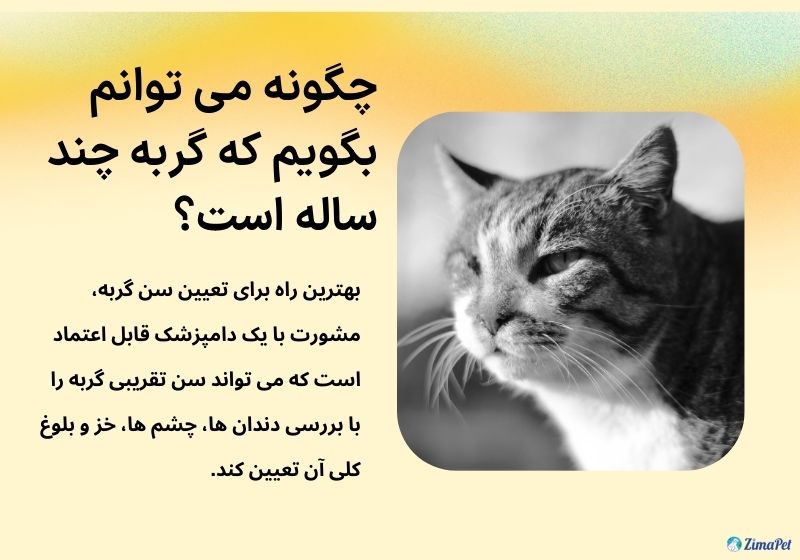 نحوه تشخیص سن گربه 