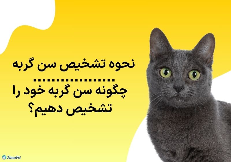 چگونه سن گربه خود را تشخیص دهیم؟