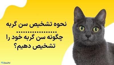چگونه سن گربه خود را تشخیص دهیم؟