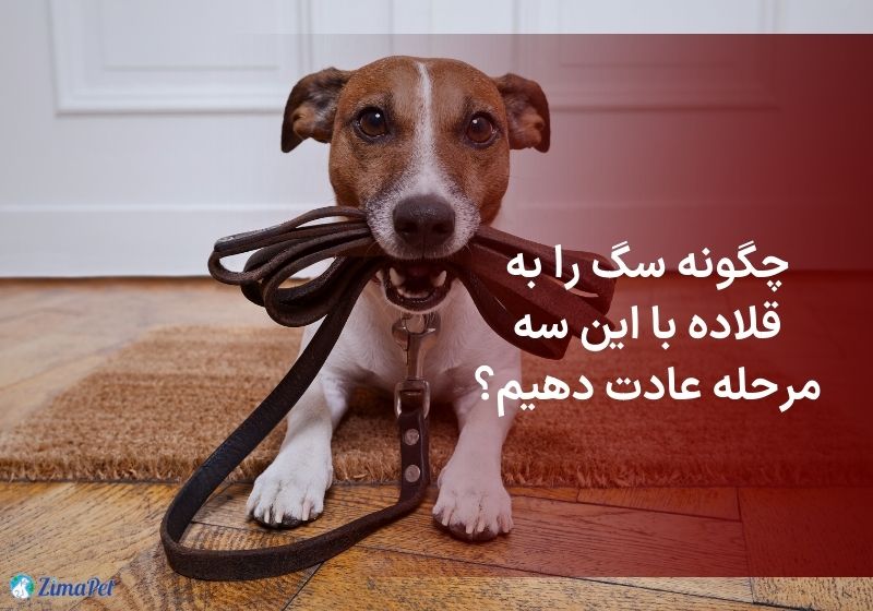 چگونه سگ را به قلاده عادت دهیم؟