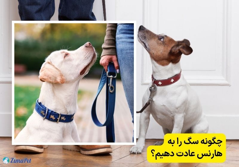 چگونه سگ را به قلاده عادت دهیم؟
