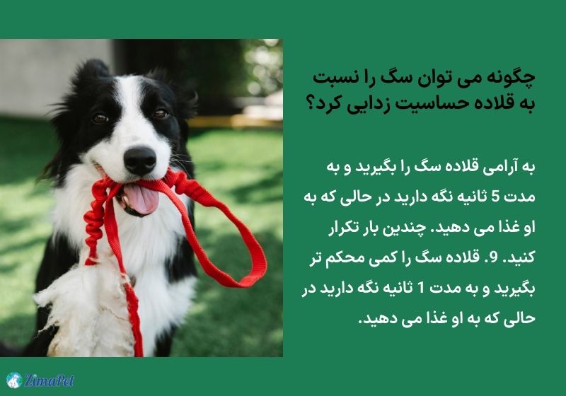 چگونه سگ را به قلاده عادت دهیم؟