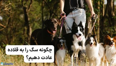 چگونه سگ را به قلاده عادت دهیم؟