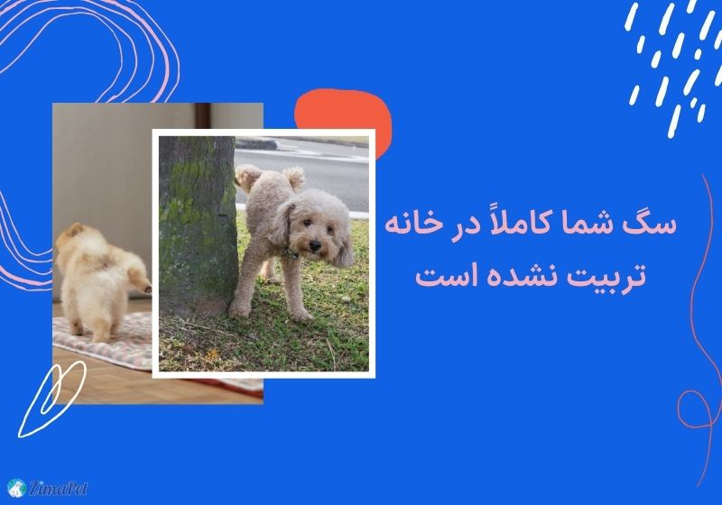 چرا سگ من در خانه ادرار میکند؟