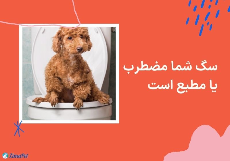 چرا سگ من در خانه ادرار میکند؟