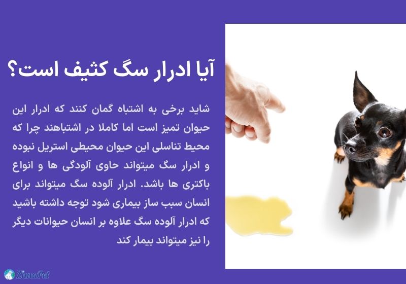 چرا سگ من در خانه ادرار میکند؟