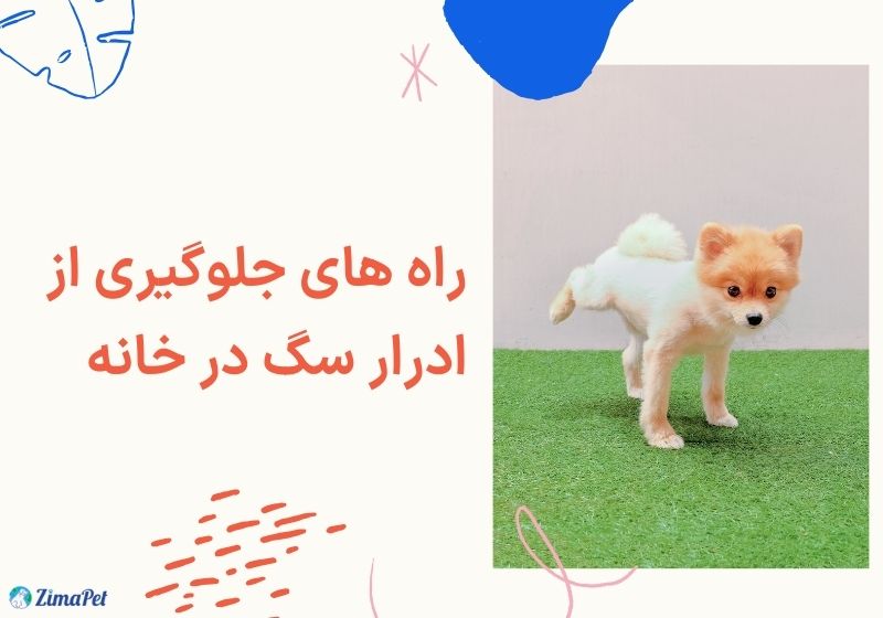 راه های جلوگیری از ادرار سگ در خانه
