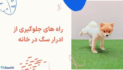 راه های جلوگیری از ادرار سگ در خانه