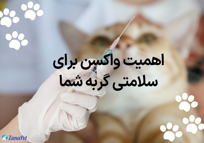 اگر واکسن گربه را نزنیم چه میشود