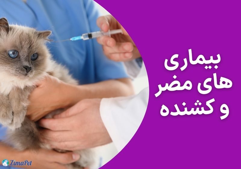 اگر واکسن گربه را نزنیم چه می شود؟