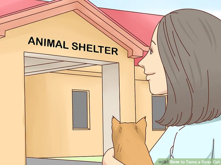چگونه گربه خیابانی را خانگی کنیم؟