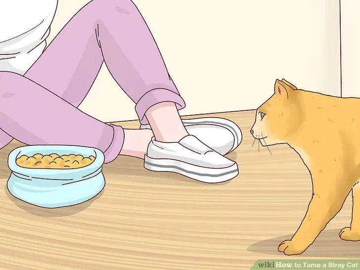 چگونه گربه خیابانی را خانگی کنیم؟