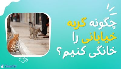 چگونه گربه خیابانی را خانگی کنیم؟