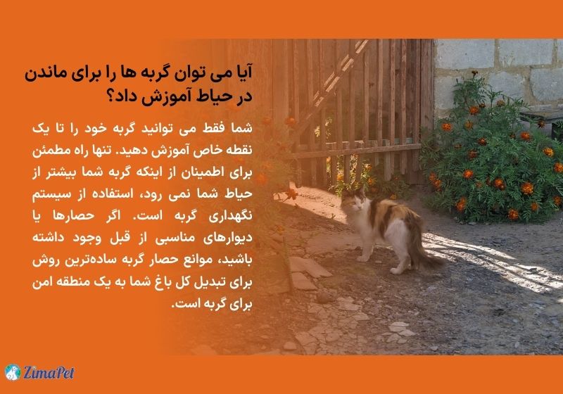 شرایط نگهداری گربه در حیاط