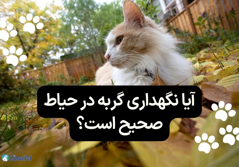آیا نگهداری گربه در حیاط صحیح است؟
