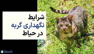 شرایط نگهداری گربه در حیاط