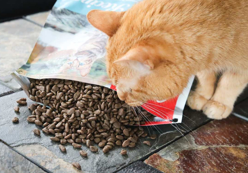چرا گربه غذای خشک نمی‌خوره؟
