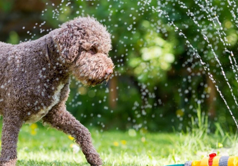 چرا تغذیه سگ در تابستان اهمیت بیشتری دارد؟