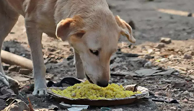غذای سگ خیابانی چیست؟