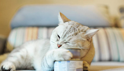 راهنمای خرید کنسرو گربه، طریقه مصرف و نحوه نگهداری