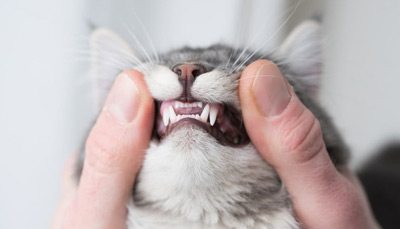 همه چیز درباره دندان گربه، شیوه نگهداری و تمیز کردن دندان گربه